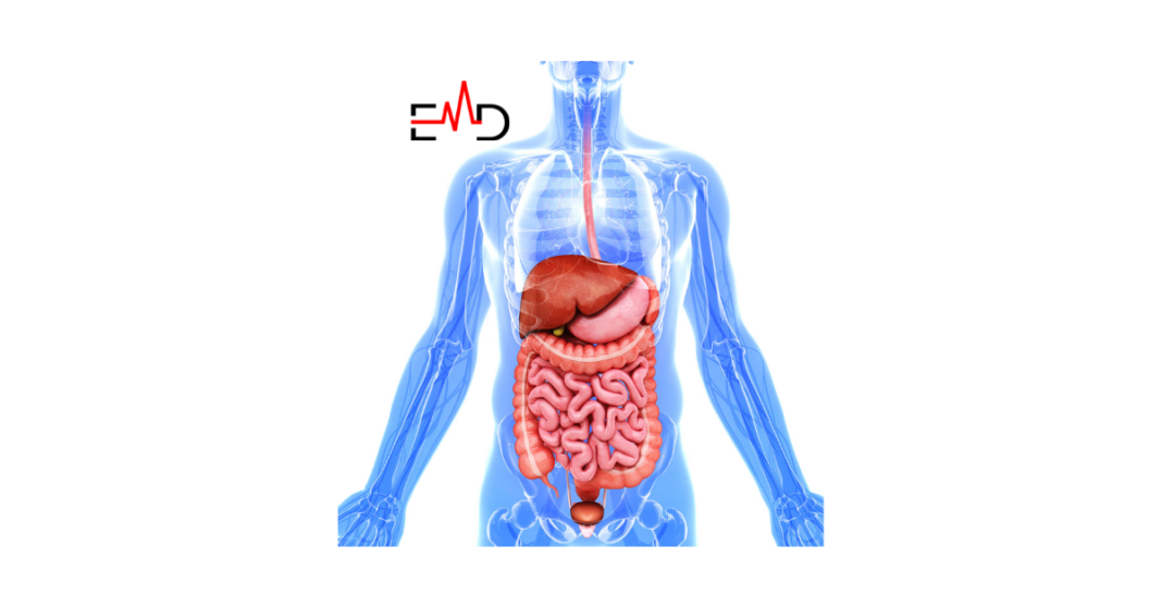 What is the Main Function of the Digestive System?