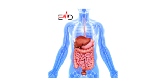 What is the Main Function of the Digestive System?