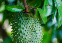 15 Health Benefits of Soursop Leaves 15 Health Benefits of Soursop Leaves