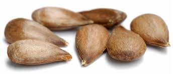 The Powerful Benefits of Apple Seeds for Cancer Patients