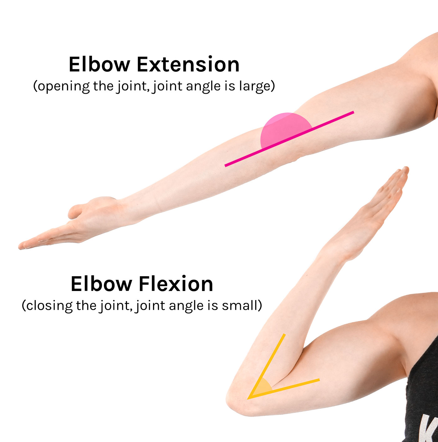 Elbow Extension and Flexion