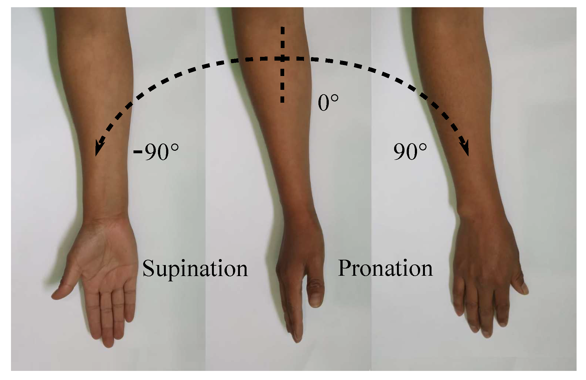 Supination and Pronation