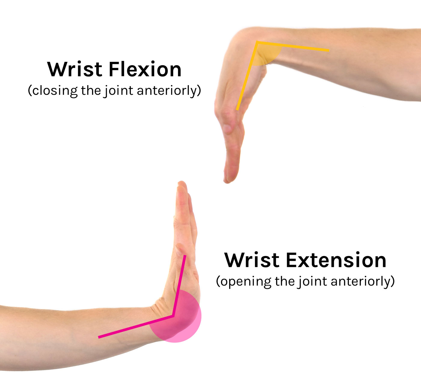Wrist Extension and Flexion