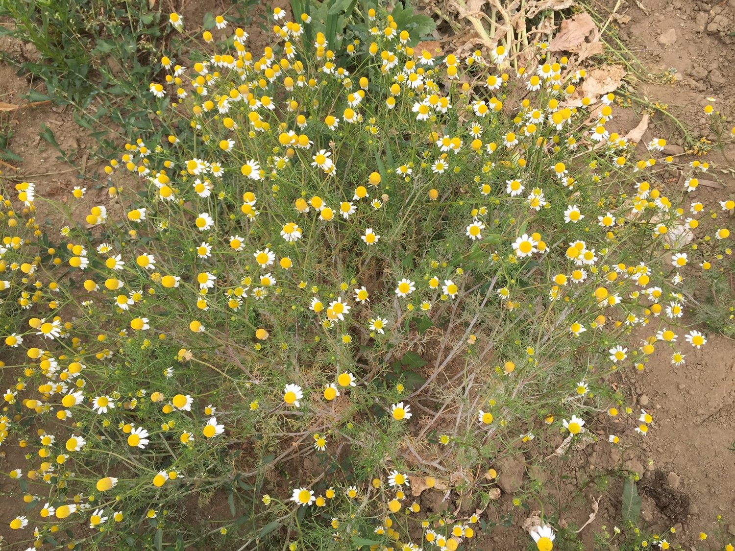 Mexico's Chamomile