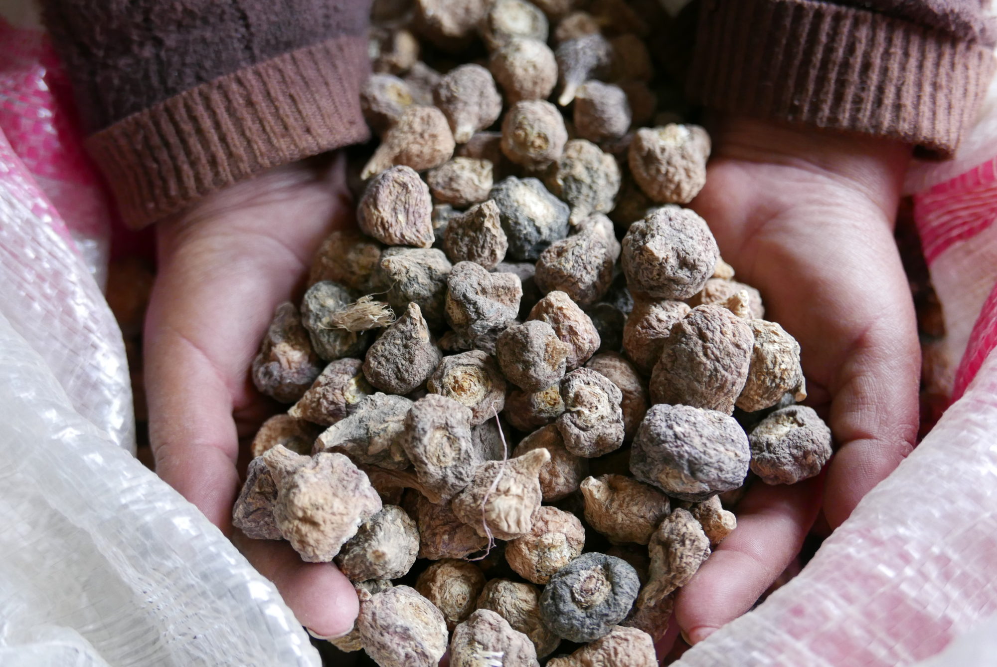 Peru's Maca