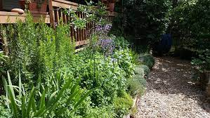 How to Grow Your Own Herbs for Natural Remedies and Cooking