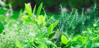 How to Grow Your Own Herbs for Natural Remedies and Cooking