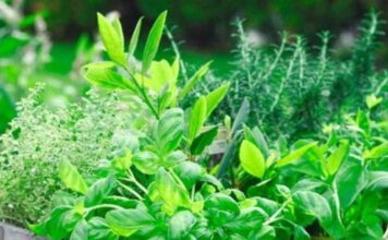 How to Grow Your Own Herbs for Natural Remedies and Cooking
