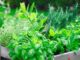 How to Grow Your Own Herbs for Natural Remedies and Cooking