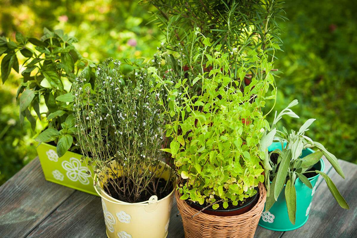 Selecting the Perfect Medicinal Herbs