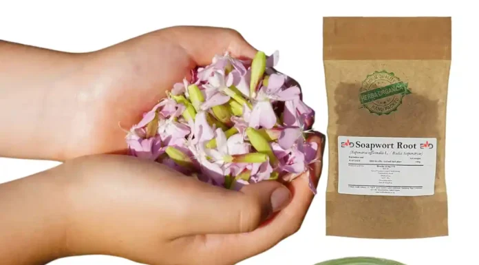 10 Must-Try Soapwort Recipes for a Greener Home in 2024